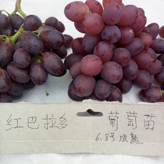 泰安红芭拉多葡萄苗