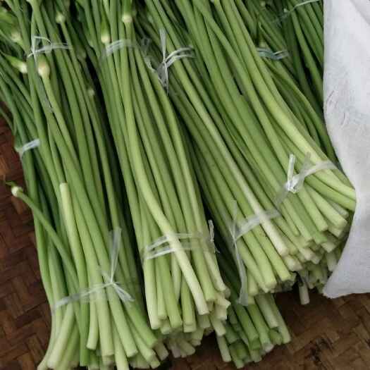乐山野生山酒菜蒜苔 二茬 70cm以上 精品