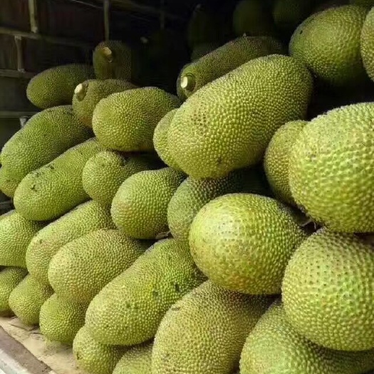 博白县海南菠萝蜜