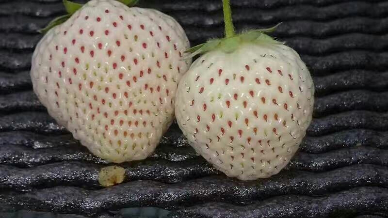 泰安小白草莓苗 地栽苗 10~20公分