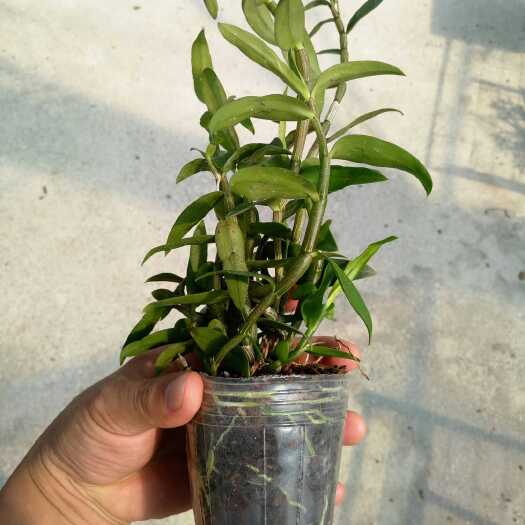 东莞铁皮石斛