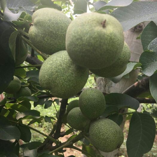 淄博美国薄壳核桃苗