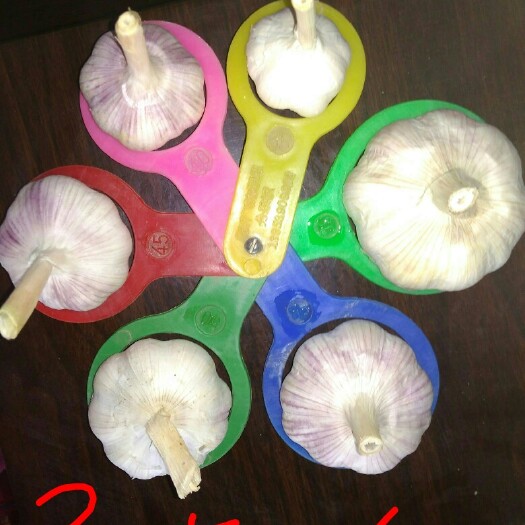 金乡县红皮蒜  常年供应代办加工冷藏金乡大蒜