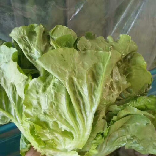 邯郸意大利生菜 5~6两
