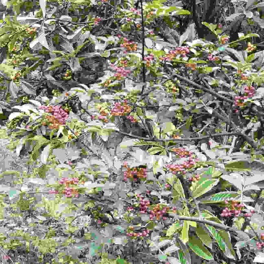 乐山 土花椒，红花椒 ，花椒