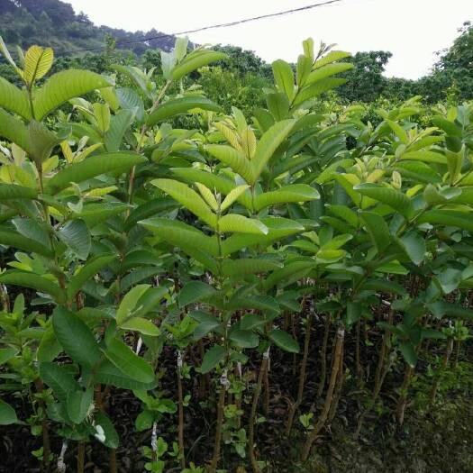 灵山县红心芭乐番石榴苗 
