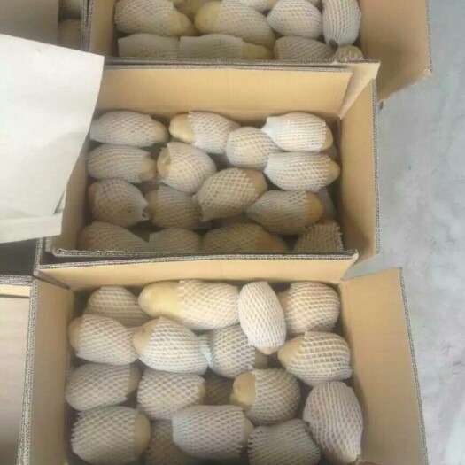 拜城县荷兰7号土豆 4两以上