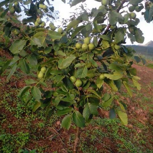 泰安薄皮核桃苗
