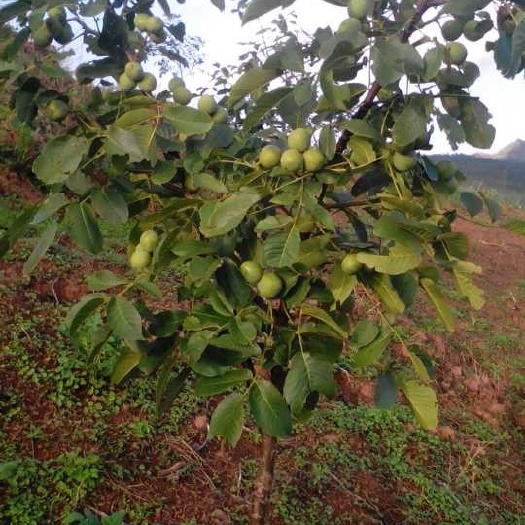 泰安薄壳香核