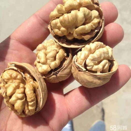 泰安纸皮核桃苗