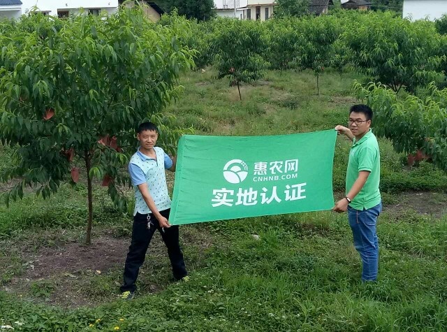 桂东县桂东高山黄桃 3 - 4两 45mm以下