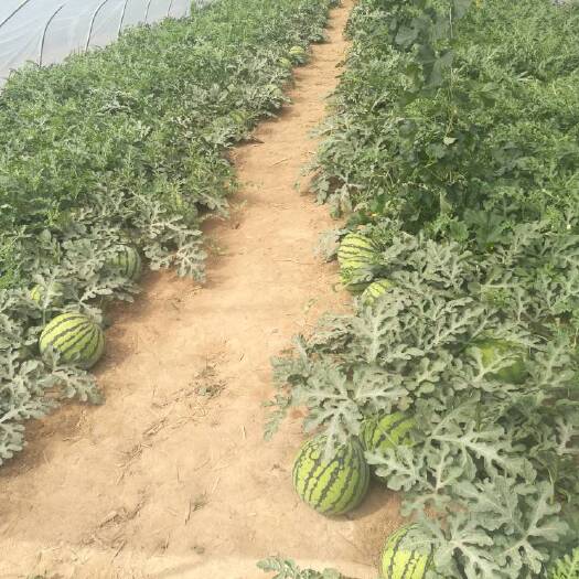 忻州 8424系列美都系列西瓜大批量上市供应了