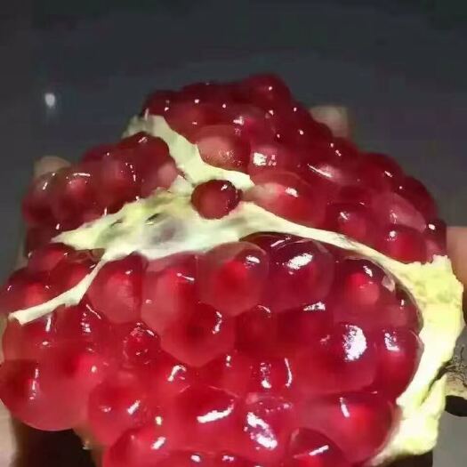 泰安石榴树苗