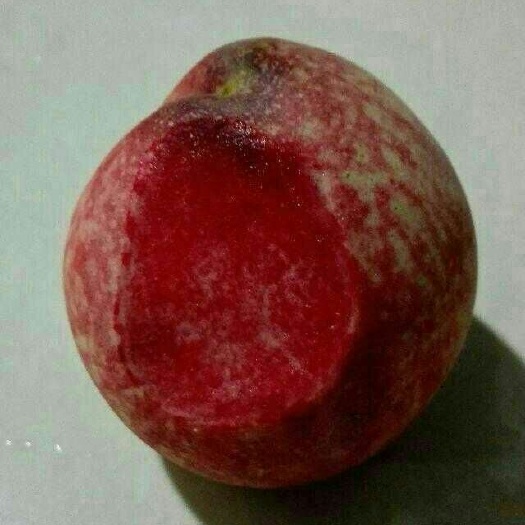鄱阳县血桃苗 红肉桃苗 红肉血桃苗