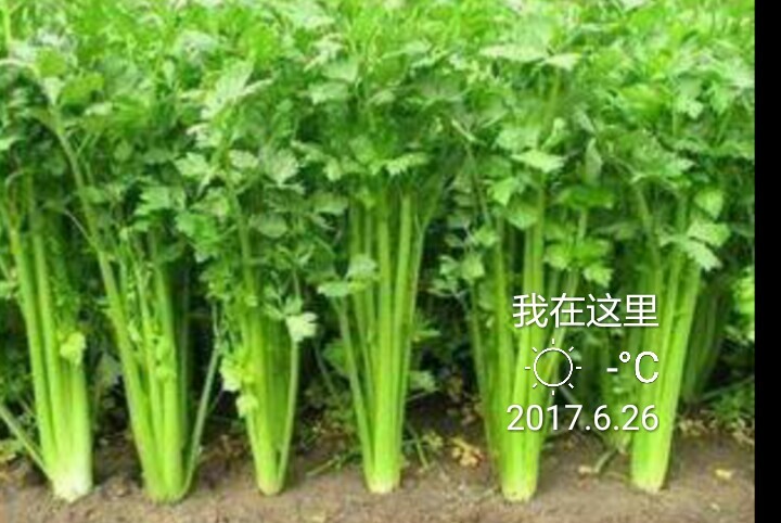 西吉县宁夏西芹 55~75cm 露天种植 1.0~1.5斤