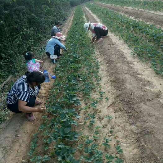泰安法兰地草莓苗 地栽苗 10~20公分