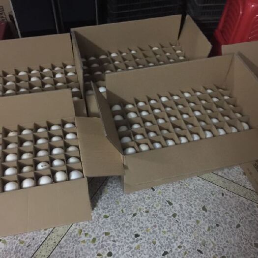 汕头狮头鹅蛋 食用 箱装