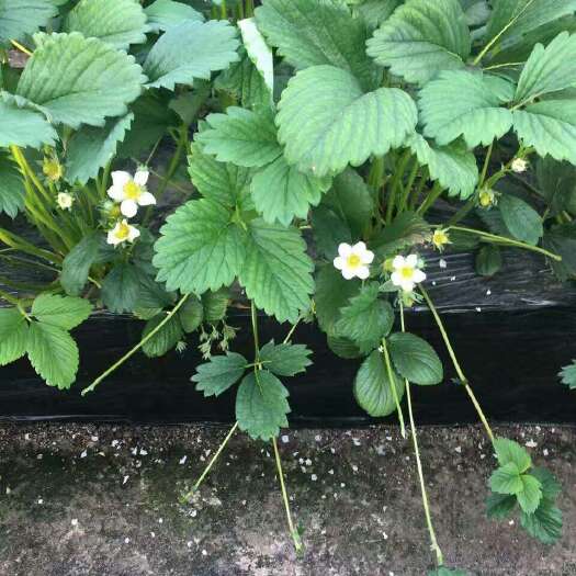 泰安脱毒草莓苗 地栽苗 20~30公分