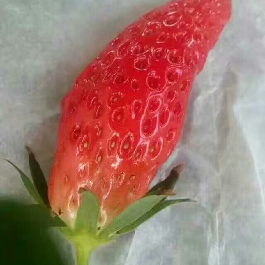泰安香蕉草莓苗 地栽苗 20~30公分 