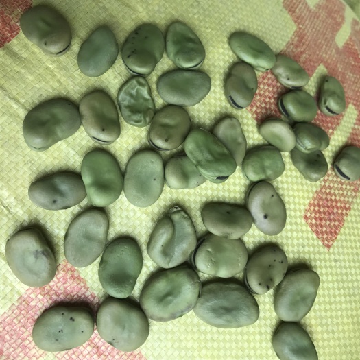 南通生干蚕豆 