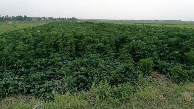 襄樊​益母草粉 益母草