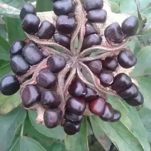 菏泽牡丹籽