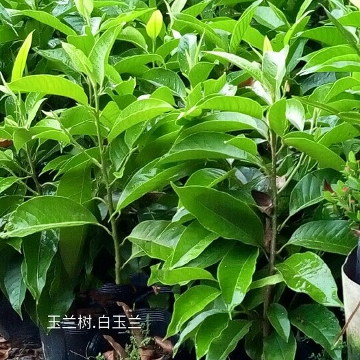 容县白玉兰