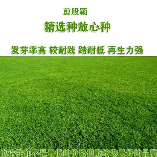 沭阳县草坪种子 