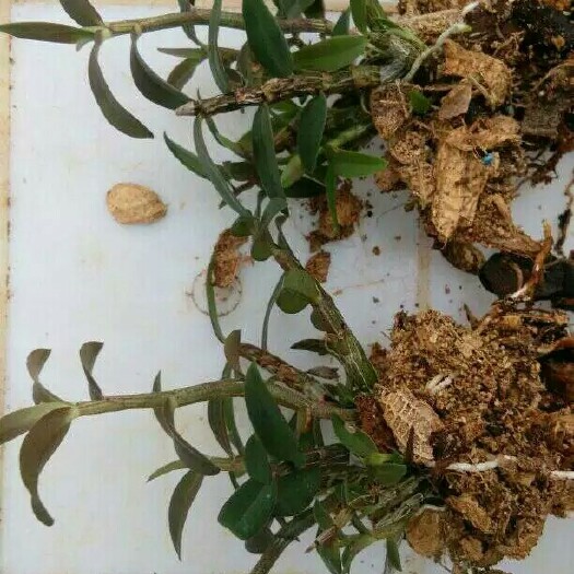 江华县铁皮石斛 