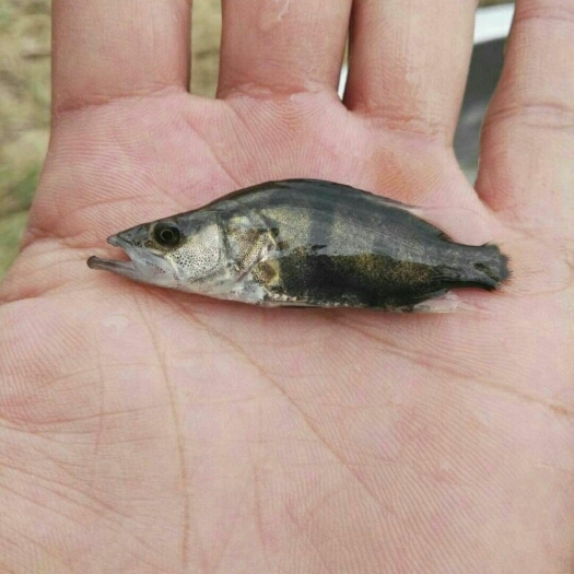 广州鳜鱼苗