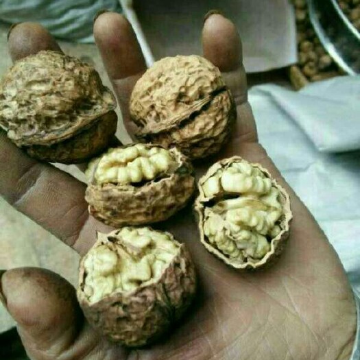 漾濞县云南漾濞核桃