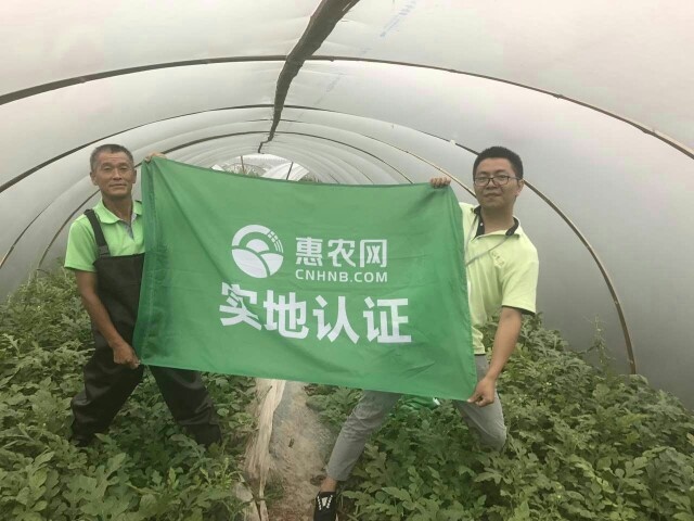 华容县湖南岳阳大棚麒麟西瓜美都久甜2号