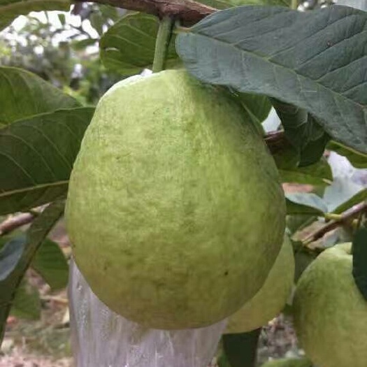 珍珠番石榴 250-300克
