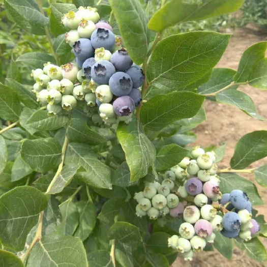 泰安美登蓝莓苗 