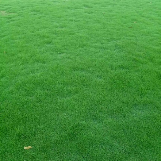 南宁马尼拉草皮 