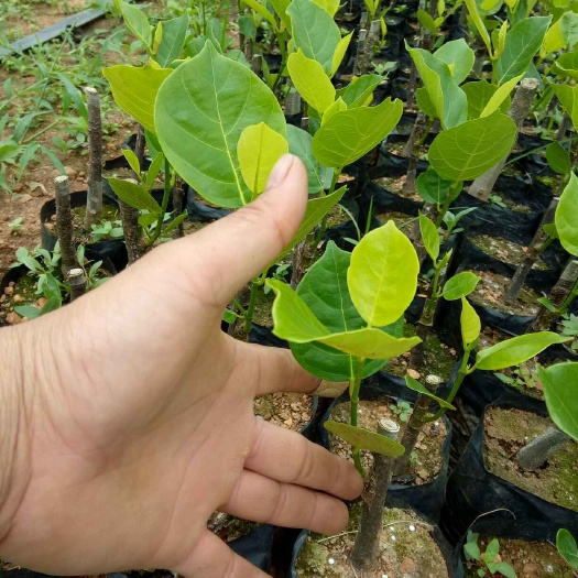 白沙县马来西亚一号菠萝蜜苗 