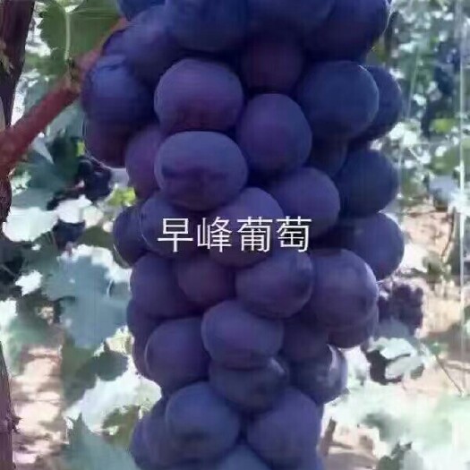 卢龙县巨峰葡萄苗