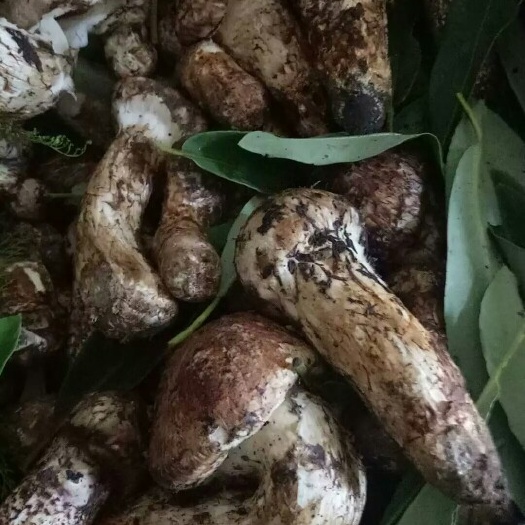 松茸 8cm左右 特级 