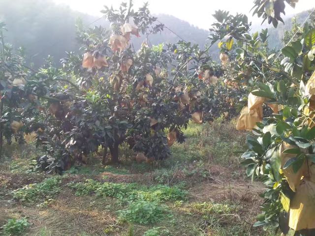 红心柚 1.5斤以上