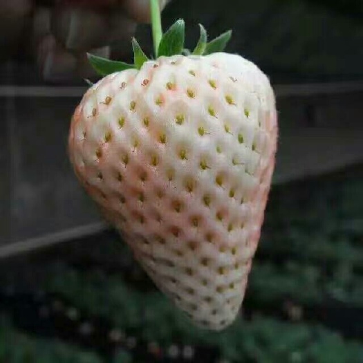 泰安小白草莓苗 地栽苗 20~30公分