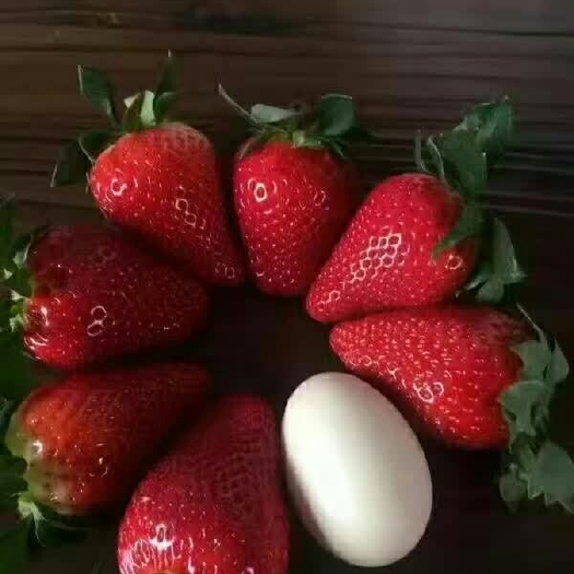 泰安 草莓苗 章姬草莓苗 奶油草莓苗 白草莓苗 包邮24小时发货