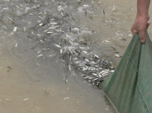 這是一張春夏魚(yú)苗入池如何提高存活率？的配圖