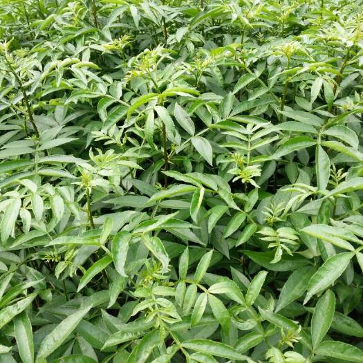 重庆市 正宗江津九叶青花椒苗