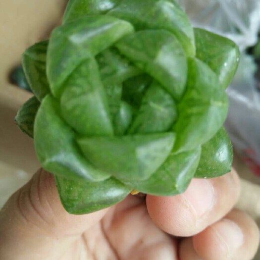 沭阳县玉露 