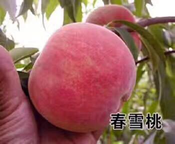 泰安映霜红桃苗 1~1.5米