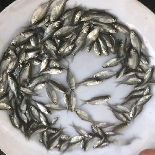 广州三角鲂鱼苗