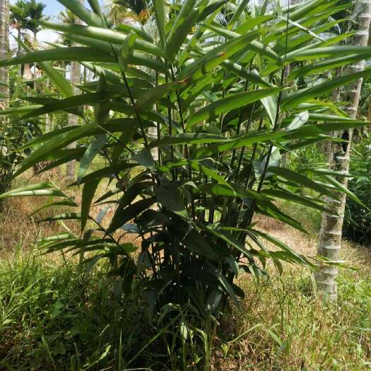 保亭县益智土蜂蜜 玻璃瓶装  2年以上