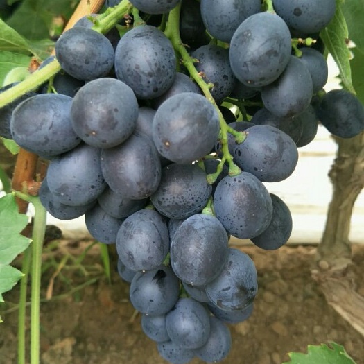 安丘市玫瑰香葡萄 5%以下 1次果 1.5- 2斤