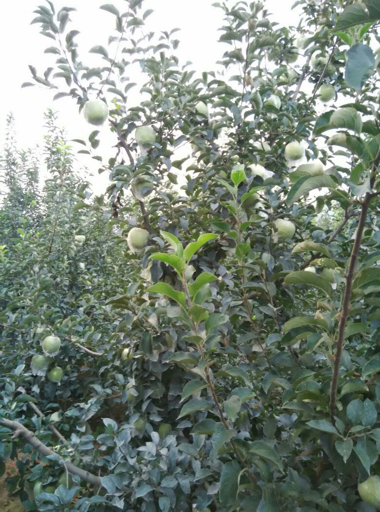 黄元帅苹果 膜袋 翠绿 90mm以上 