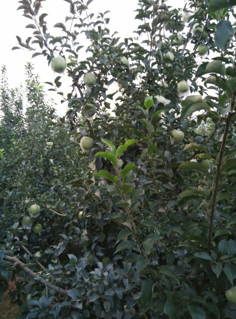 黄元帅苹果 膜袋 翠绿 90mm以上 